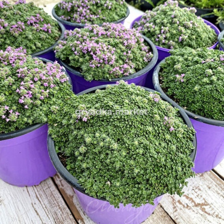 Тимьян ранний 