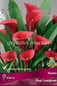 Калла Ред Симфони 2шт (насыщенно-красный, 12/14)