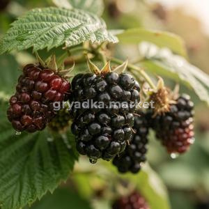 Ежевика Прайм Арк Горизонт