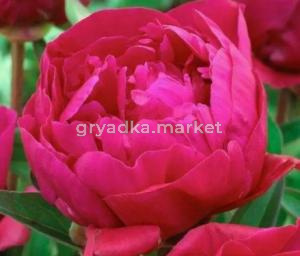 Скриншот 14-04-2026 150032