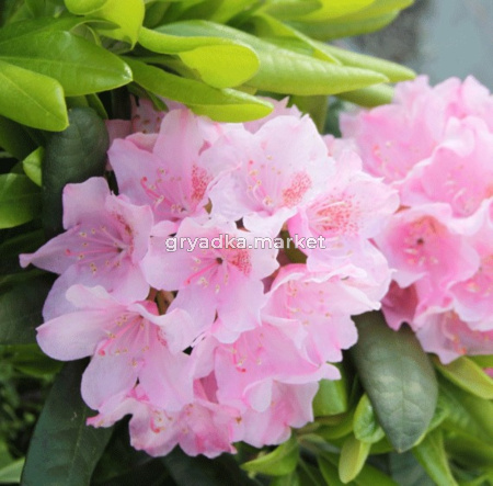 Рододендрон гибридный Хельсинский Университет (С2 Н20-30)