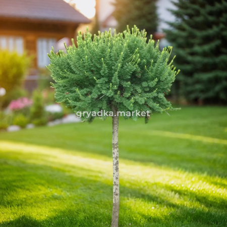 Лиственница европейская Корник C7,5 Шт 150 1