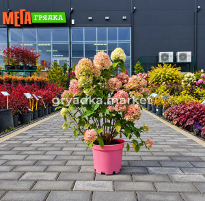 Гортензия метельчатая Пансана С5