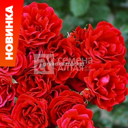 Роза Симпатия (плетистая роза) Аэлита