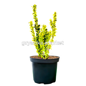 Барбарис тунберга Мария C 3 20-30 2