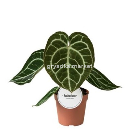 Антуриум Кристаллический 12см