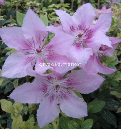 Клематис крупноцветковый Пинк Фентези (С2)