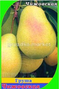 Груша Чижовская (V8) (ПДИ) (Питомник Плодовый Дом)