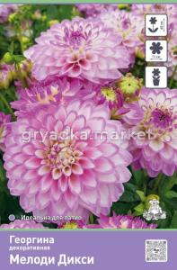 Георгина декоративная Мелоди Дикси 1шт (60см, диаметр 11см, розовато-лиловый)
