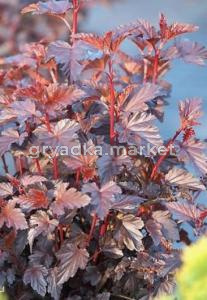 Скриншот 21-04-2026 112119