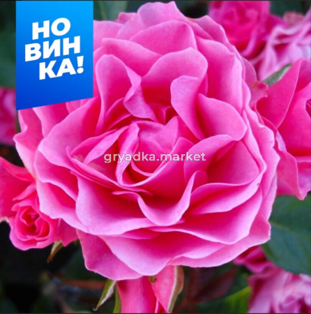 Роза Ай эм Грейтфул 1шт флорибунда (Сем Алт)