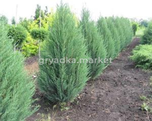 Можжевельник китайский 