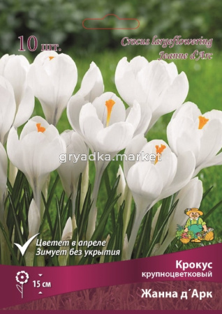 Крокус Крупноцветковый Жанна д'Арк (белый, 10шт, 8-9)