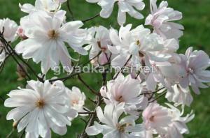 Магнолия звёздчатая С3 ГлХ-22