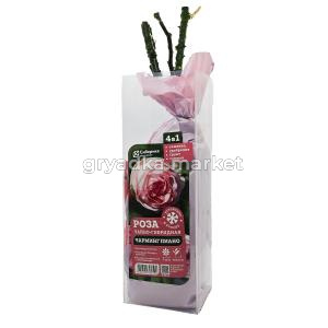 Роза Чарминг Пиано чайно-гибридная 1шт (Сиберика)