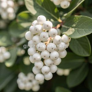 Снежноягодник доренбози Вайт Хэйдж