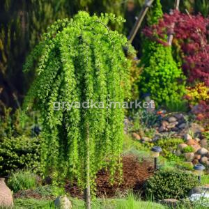 Лиственница кемпфера Стифф Випер C7,5 Шт 150 1