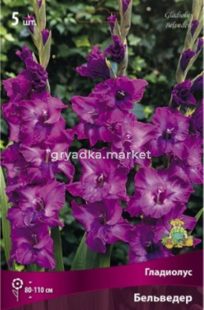 Гладиолус Бельведер (пурпурно-сиреневый с легкими высветлениями, 80-110см, 5шт, 12-14)