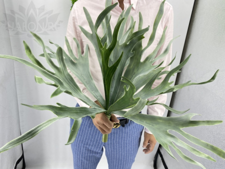 Зелень куст 844 Зелень куст 844