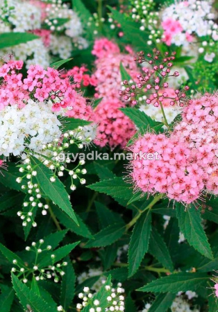 Спирея японская Дженпей (Широбана) с3 (Никитенко)