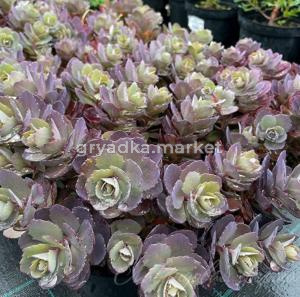 Очиток SunSparkler 