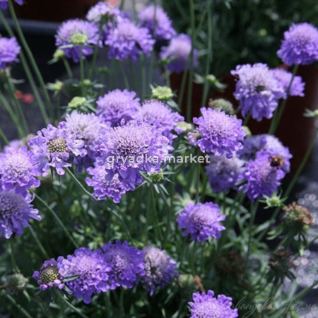 Скабиоза японская Ритц Блу (Лавандовая ферма)