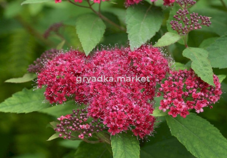 Спирея японская Дартс Ред С3