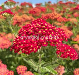 Тысячелистник 