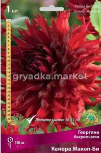 Георгина бахромчатая Кенора Макоп-Би (бархатный, глубокий тёмно-красный, 22 см в диаметре, 1шт, I)