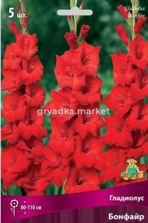 Гладиолус Бонфайр 12-14 крупн. 5шт