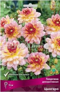 Георгина декоративная Цынгаро (нежно-розовый, у основания лепестков - жёлтый, диаметр 10см, 1шт, I)