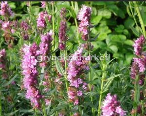 Иссоп лекарственный, C3 (розовый)