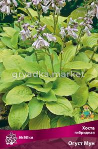 Хоста гибридная Огуст Мун 1шт (цветки бледно-лиловые)