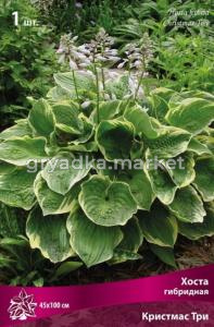Хоста гибридная Крисмас Три 1шт