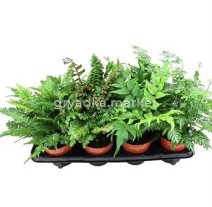 Папоротник Микс С12 Н25