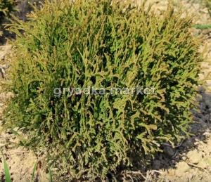 Туя западная Тини Тим (Thuja occ. Tiny Tim 40+ см WRB)