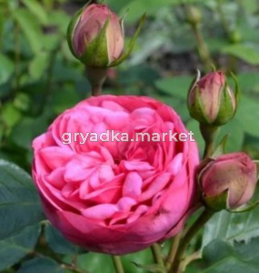 Роза Пинк Пиано чайно-гибридная 1шт (Сиберика)