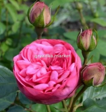 Роза Пинк Пиано чайно-гибридная 1шт (Сиберика)