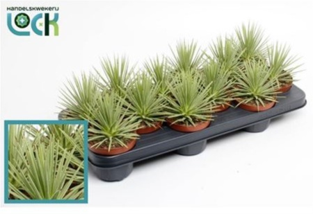 Акация и Мимоза Далбата На Палочке 19см Акация и Мимоза Далбата На Палочке 19см