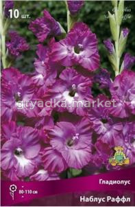 Гладиолус гофрированный Наблус Раффл (пурпурно-сиреневый с кремово-белым акцентом, 10 шт, 10-12)