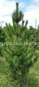 Скриншот 09-11-2023 102338