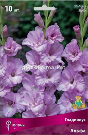 Гладиолус Альфа 10шт 10-12