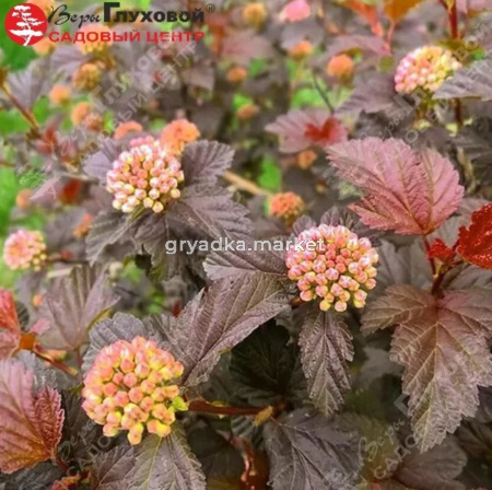 Пузыреплодник калинолистный Меджикал Свит Черри Ти С3 ГлХ