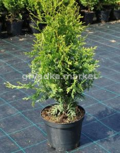 Туя западная Голден Брабант (Thuja occ. Golden Brabant С3)