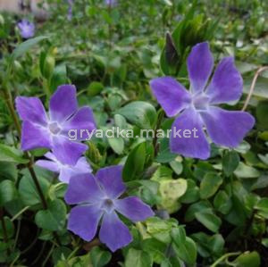 Барвинок большой (С1,5)