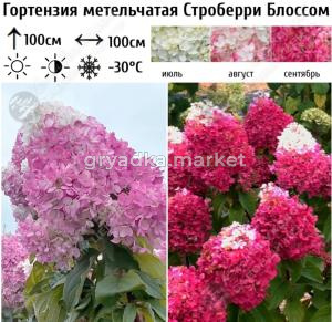 Гортензия метельчатая Строберри Блоссом С45 ГлХ 