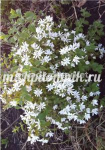 Чубушник венечный Ромашка (Питомник Грезневых)