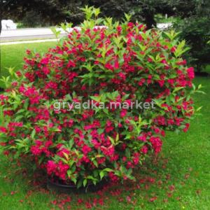 Вейгела кустарниковая