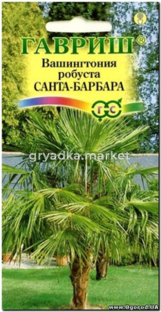 Пальма Вашингтония Санта-Барбара 3шт Н11 Гавриш