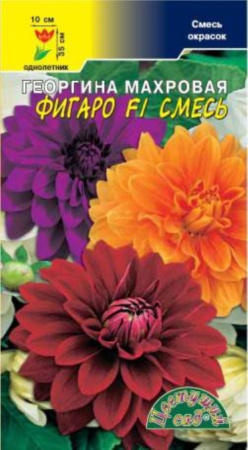 Георгина Фигаро F1 Смесь махровая Цвет сад